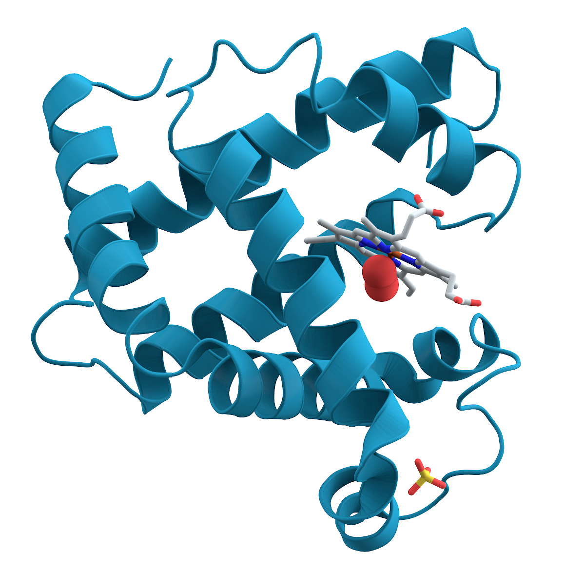 A three-dimensional rendering of the myoglobin protein structure.