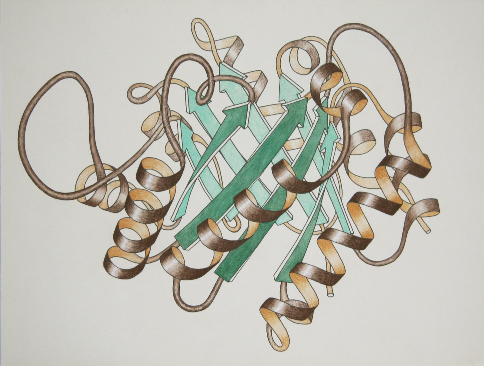 Jane Richardson’s hand-drawn ribbon diagram of triose phosphate isomerase, the drawing that established the ribbon convention.
